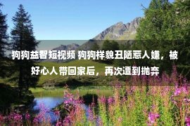 狗狗益智短视频 狗狗样貌丑陋惹人嫌，被好心人带回家后，再次遭到抛弃