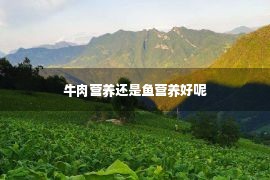 牛肉营养还是鱼营养好呢