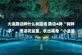 大连路边种什么树赚钱 路边4种“树种子”，埋进花盆里，长出稀奇“小盆景”，赚足了