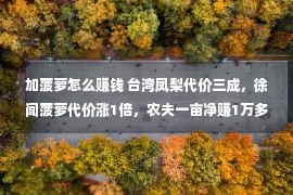 加菠萝怎么赚钱 台湾凤梨代价三成，徐闻菠萝代价涨1倍，农夫一亩净赚1万多