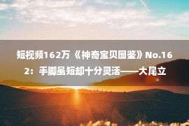 短视频162万 《神奇宝贝图鉴》No.162：手脚虽短却十分灵活——大尾立