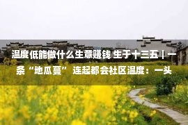 温度低能做什么生意赚钱 生于十三五｜一条“地瓜蔓” 连起都会社区温度：一头是糊口，一头是买卖