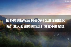 国外狗狗短视频 柯基为什么没尾巴腿又短？主人要给狗狗断尾？其实不断尾也很可爱