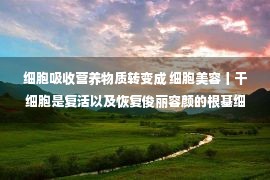 细胞吸收营养物质转变成 细胞美容丨干细胞是复活以及恢复俊丽容颜的根基细胞！