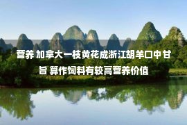 营养 加拿大一枝黄花成浙江胡羊口中甘旨 算作饲料有较高营养价值