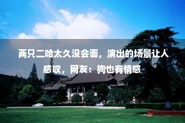  两只二哈太久没会面，演出的场景让人感叹，网友：狗也有情感