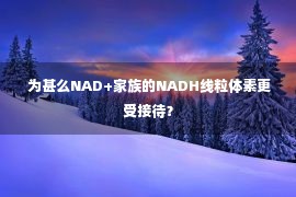  为甚么NAD+家族的NADH线粒体素更受接待？