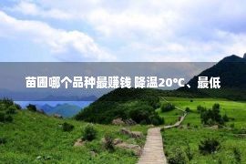 苗圃哪个品种最赚钱 降温20℃、最低