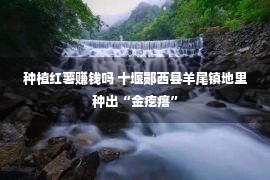 种植红薯赚钱吗 十堰郧西县羊尾镇地里种出“金疙瘩”