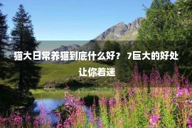 猫大日常养猫到底什么好？ 7巨大的好处 让你着迷