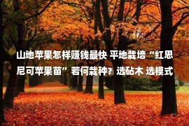 山地苹果怎样赚钱最快 平地栽培“红思尼可苹果苗”若何栽种？选砧木 选模式