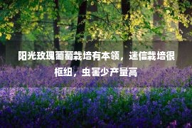  阳光玫瑰葡萄栽培有本领，迷信栽培很枢纽，虫害少产量高