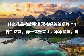 什么花养殖能赚钱 稀奇好养美观的“4种”盆栽，养一盆赚大了，年年繁盛，寄意美妙