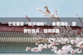  它是国家“损坏植物”，金黄通透，营养价值高，值得珍藏