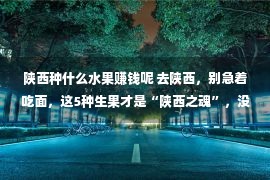 陕西种什么水果赚钱呢 去陕西，别急着吃面，这5种生果才是“陕西之魂”，没吃就白去了