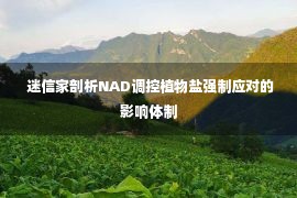  迷信家剖析NAD调控植物盐强制应对的影响体制