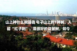 山上种什么树赚钱 屯子山上的1种树，人称“红子刺”，是很好的盆景树，如今珍爱