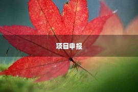 项目申报