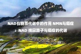 NAD在物质代谢中的作用 NMN与癌症：NAD 挽回路子与癌症的代谢