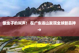 像虫子的叫声！ 在广东连山发现全球新品种→