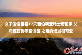 女子偷偷带着17只西伯利亚哈士奇回家 父母惊讶得表情僵硬 之后的场景很可爱