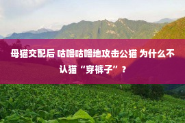 母猫交配后 咕噜咕噜地攻击公猫 为什么不认猫“穿裤子”？