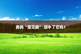 养狗“常见病” 你中了它吗？