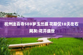 杭州法喜寺500岁玉兰盛 花期仅10天左右 网友:花开盛世